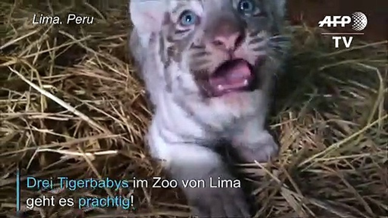 Zoo in Peru präsentiert drei Tigerbabys