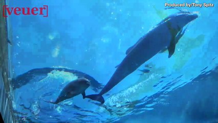Tourists Are “Loving” Dolphins Too Much, Endangering Bottle-Nose Populations