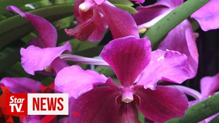 King launches Floria DiRaja Putrajaya 2019 flower fest