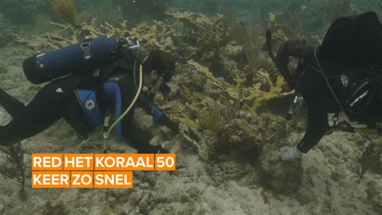 De redders van het koraalrif