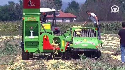 Yerli tohumdan yetiştirilen kabak çekirdeğini 4 kıtaya ihraç ediyor