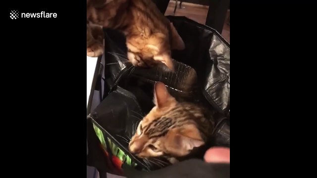 The cat is in the bag! UK kittens love going for a swing in shopping bags