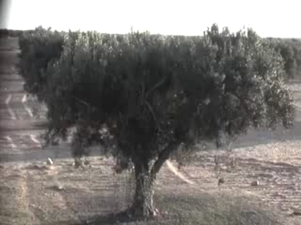 Zarzis olive plantage
