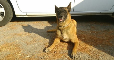 Dans l'Hérault, le chien Gibson a permis de sauver une femme du suicide