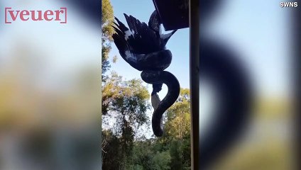 Shocking Footage Shows Snake Up Close Suffocating Bird, Then Starting To Eat It!
