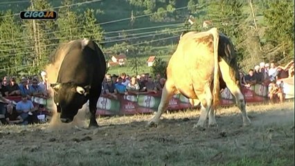 JABLAN BIJELI PODBRDO 2019