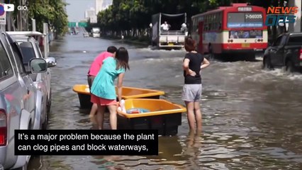 Thailand's Plant Extermination Plans The Hyacinth Plague