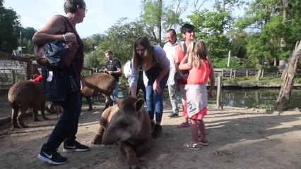 Les animateurs de RTL à Pairi Daiza