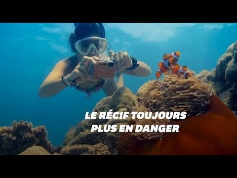 La Grande Barrière de corail face à des perspectives très mauvaises