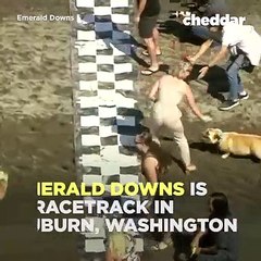 Voici à quoi ressemble une course de chiens de la race Corgi. Trop mimi !