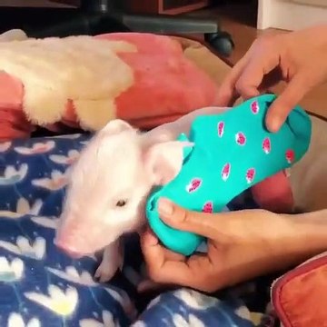 Tu peux faire un petit pull pour un bébé porcelet avec une chaussette ET c’est la chose la plus mignonne qui soit. Admirez !