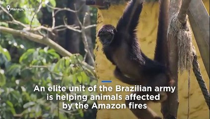 Így mentik a brazil katonák az esőerdő állatait az erdőtűzből