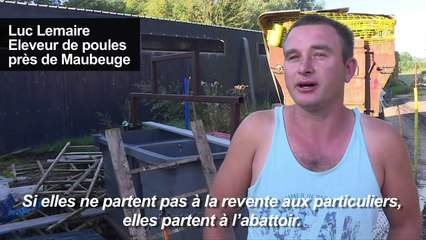 Maubeuge: "Les ch'tites cocottes" sauve les poules de l'abattoir