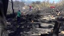 İzmir'de yanan ormanlar için bağış kampanyası başlatıldı