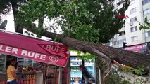 Elazığ'da ağaç kuvvetli rüzgarda devrildi