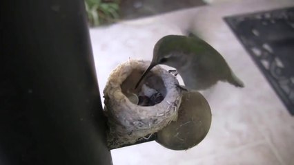 Il filme un colibri qui vient nourrir ses petits... magique