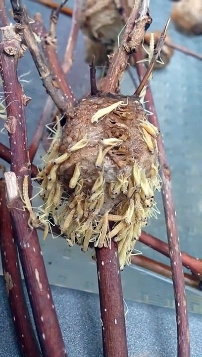 Ce nid de mantes religieuses va vous donner des cauchemars