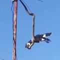Un serpent accroché à un poteau électrique emporte un oiseau pour le manger