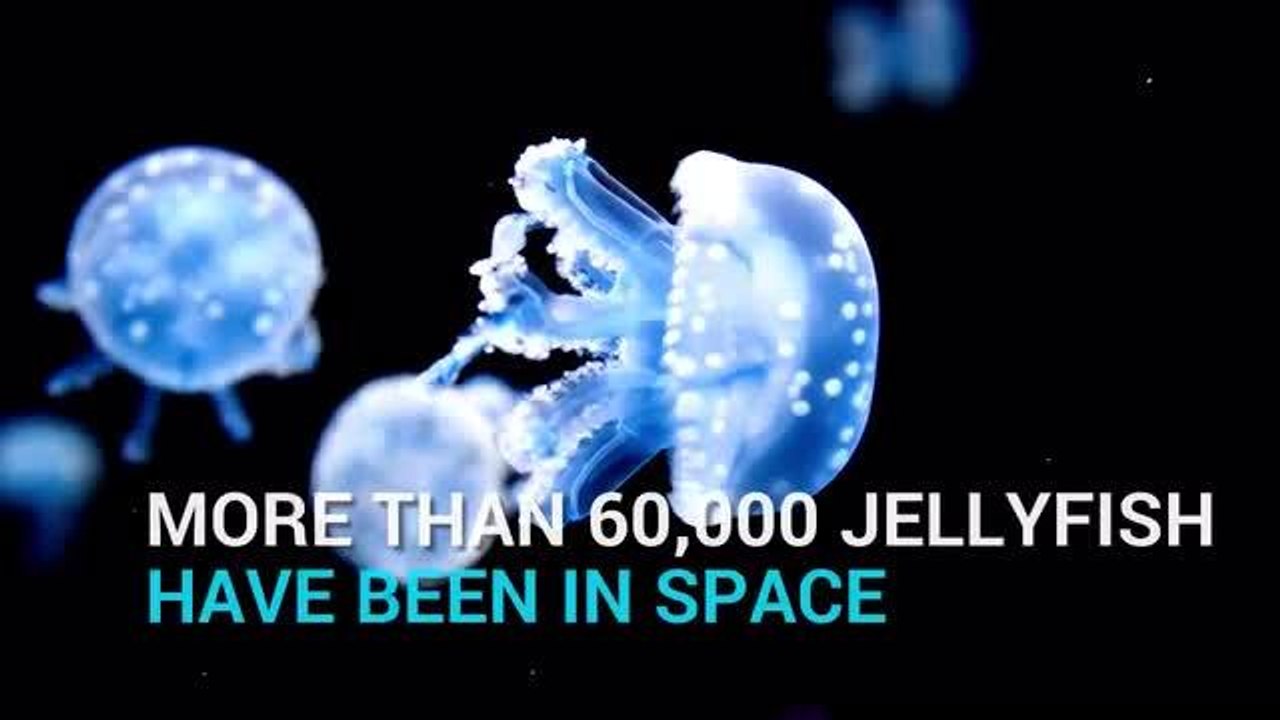 Facts about jellyfish