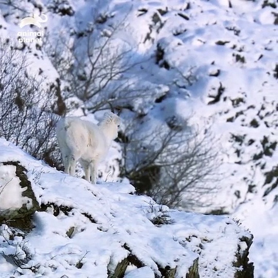 ⁣Adorable ET habile à grimper... Les moutons de Dall sont une double menace!