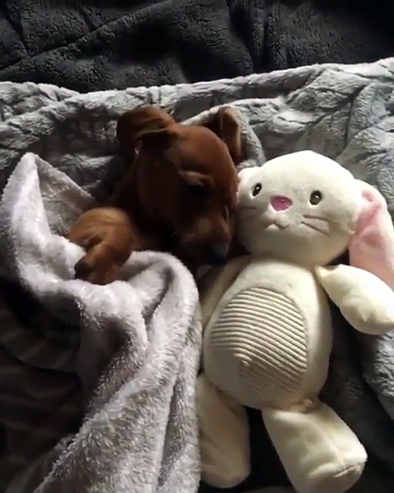 Ce chiot et son doudou vont dormir ensemble. Trop mimi !