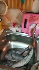 Un préservatif  découvert dans l’estomac d’un poisson qui vient d’être pêché