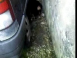 MARAK LE TOUT FOU FOU