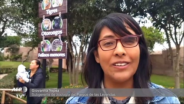Zoológico de Perú busca nombres para tigresas nacidas en cautiverio