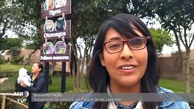 Zoológico de Perú busca nombres para tigresas nacidas en cautiverio