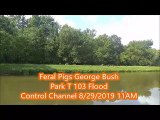 Wild Boars Hogs Feral Pigs George Bush Park T 103