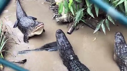 Fierce Alligators Bellow at Each Other