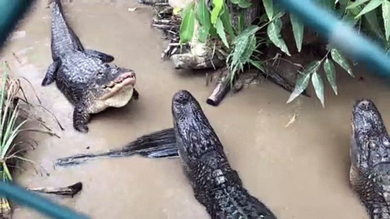Fierce Alligators Bellow at Each Other