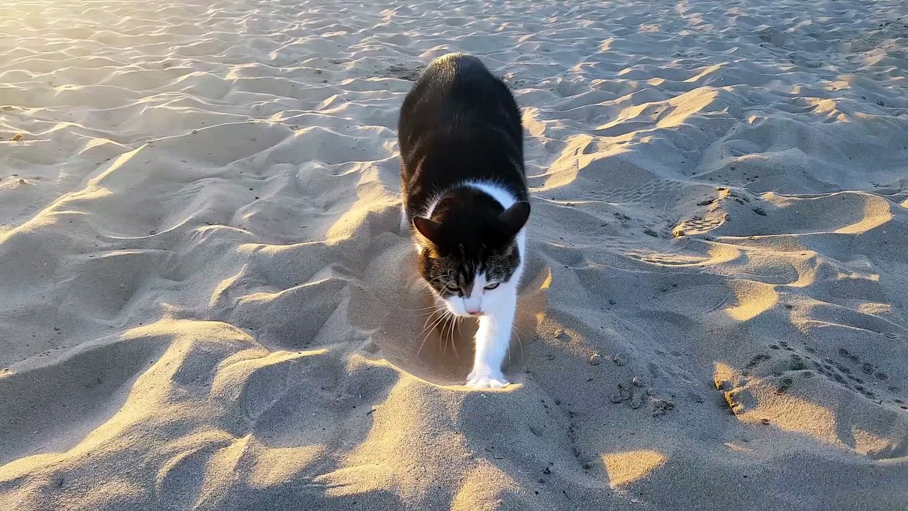 Beach Makes Purrfect Sandbox
