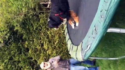 Man and Dog Play Back and Forth Balloon Game