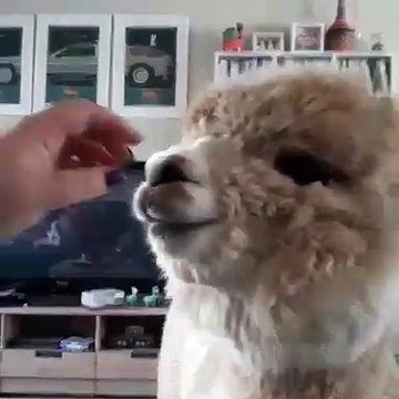 Ce bébé lama adore qu'on lui chatouille le museau. Regardez sa réaction !