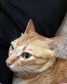 Cette chatte n'aime pas qu'on la filme quand elle dort. Observez ce qu'elle fait