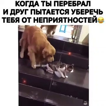 Quand un chien devient jaloux d'un autre chat. A mourir de rire !