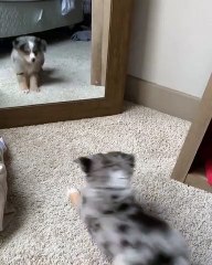 Cet Aussie se mire et fait quelque chose de très bizarre. Regardez !