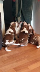 Basset Hound Pups Try to Take Towel from Owner