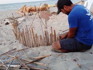 ÈMERGENCE des bèbès tortues caretta caretta  AMCP KURIAT ️ Tunisie