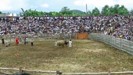 Buffalo fighting festival|Buffalo fighting skills|Festival de combat de Buffalo | Compétences de combat de Buffalo |