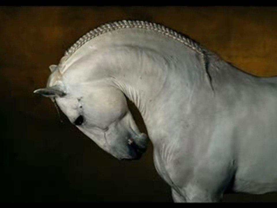 Les Chevaux
