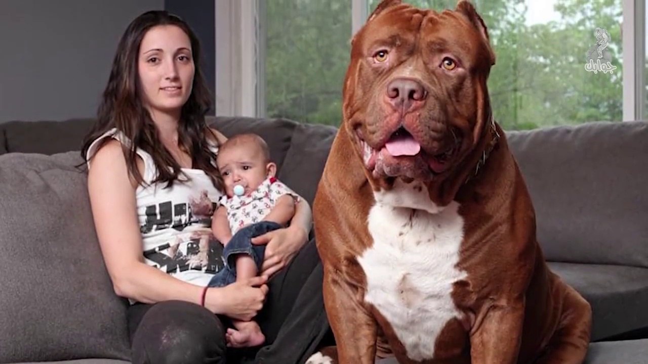 عملاق سلالة البيتبول ، اضخم واغرب كلب بيتبول في العالم - فيديو Dailymotion