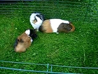 Amethyste ,griotte,jade07