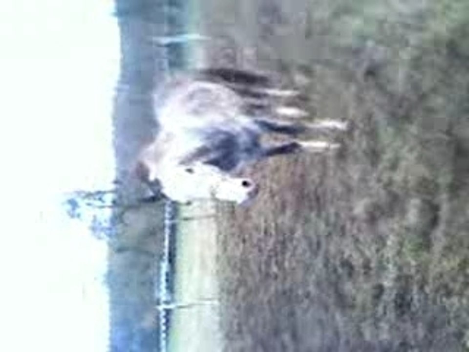 rayo cso trop fort