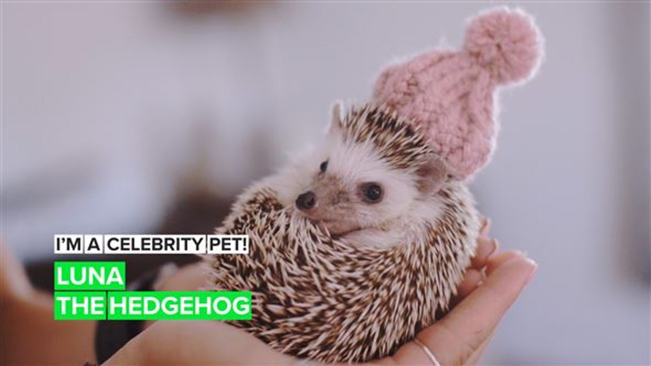 I'm a Celebrity Pet! Luna is a prickly up-and-comer