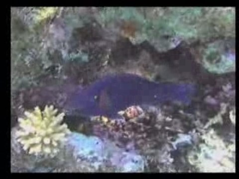 LA FAUNE DES RECIFS CORALLIENS MER ROUGE