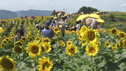 푸른 하늘과 노란 해바라기...성큼 다가온 가을 / YTN