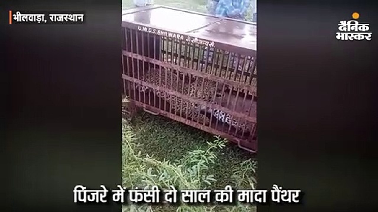 पिंजरे में फंसी दो साल की मादा पैंथर, पिछले एक सप्ताह से मूवमेंट था इलाके में