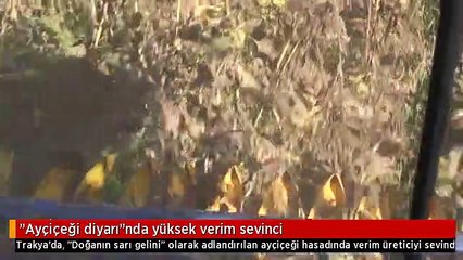 "Ayçiçeği diyarı"nda yüksek verim sevinci